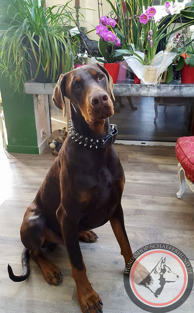 Nieten Hundehalsband aus Leder für Dobermann kaufen online